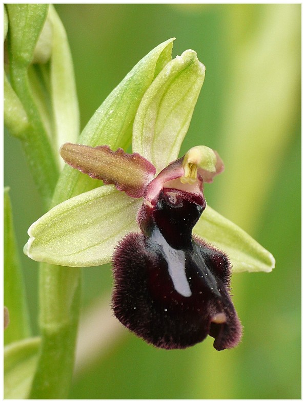 Ibrido Ophrys bertoloniiformis x O. incubacea